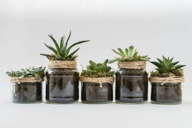 a group of glass jars with succulents in them, inspired by Ceferí Olivé, trending on unsplash, made of tar, set against a white background, medium height, panel of black