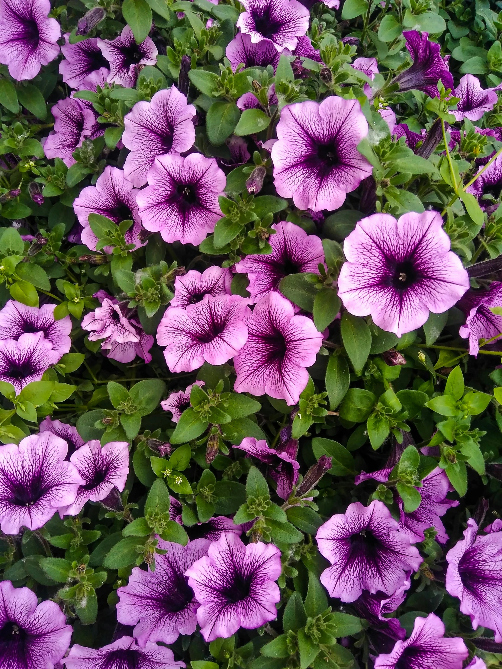 a close up of a bunch of purple flowers, 'groovy', with black vines, fan favorite, lush landscaping