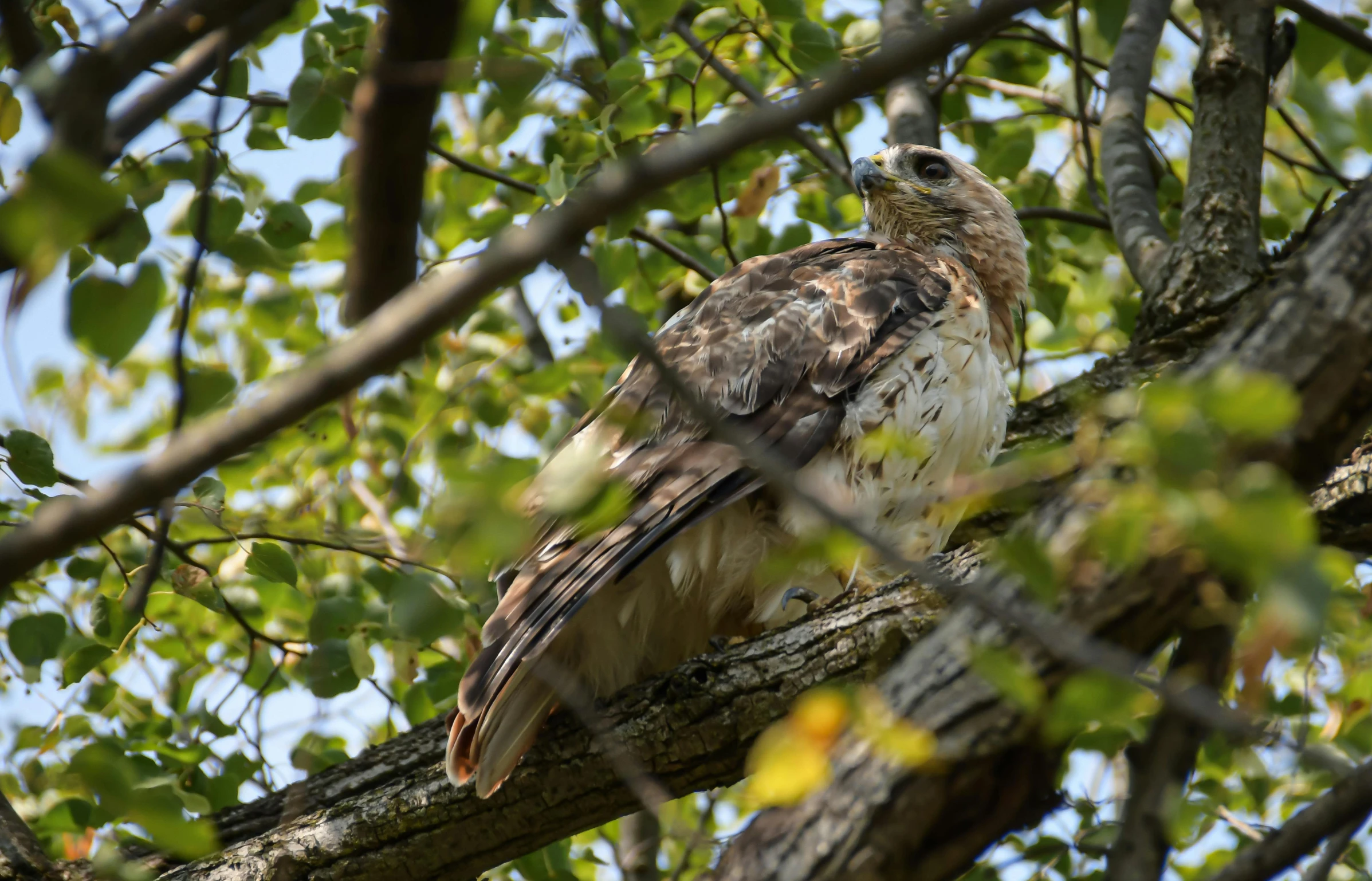 a bird sitting on top of a tree branch, by Neil Blevins, pexels, renaissance, hawk, amongst foliage, ground - level medium shot, full frame image