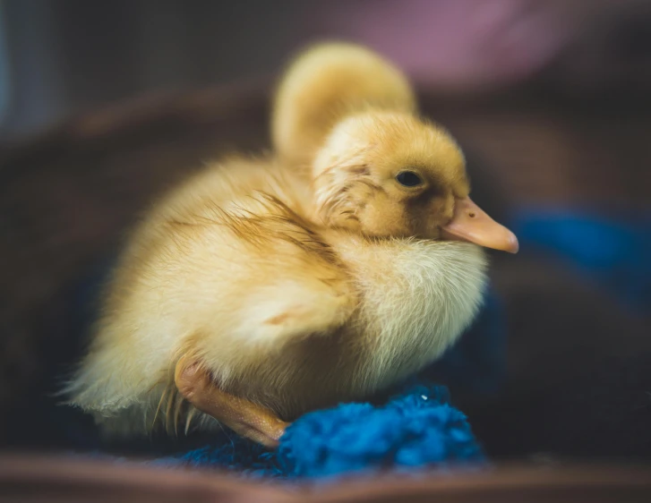 a small yellow duck sitting on top of a blue blanket