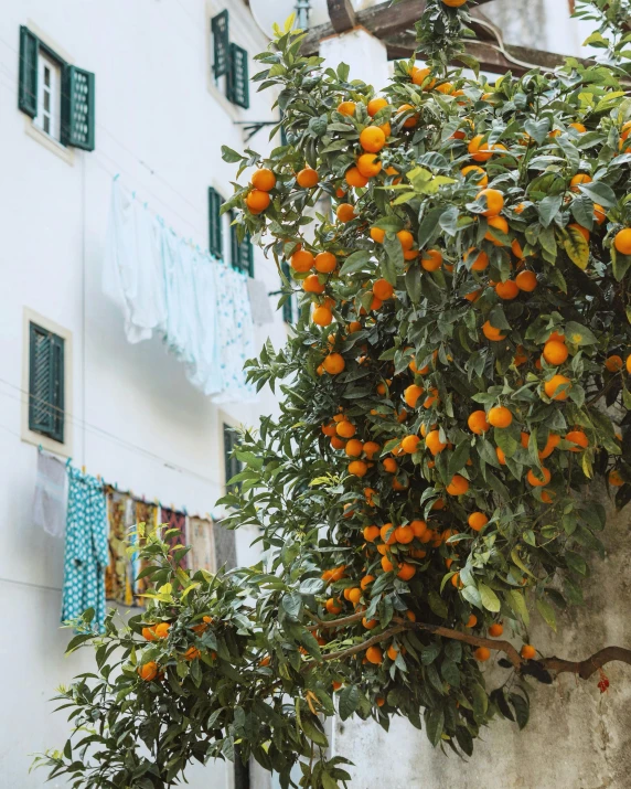 an orange tree in front of a white building, a screenshot, pexels contest winner, fruit, mediterranean city, thumbnail, multiple stories