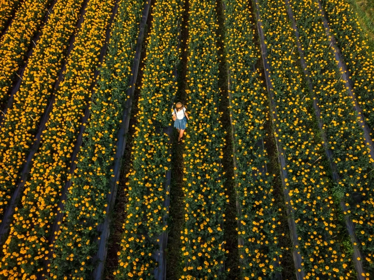 a person standing in a field of yellow flowers, inspired by Andreas Gursky, unsplash contest winner, pumpkin patch, top down perspecrive, bed of flowers on floor, rows of lush crops