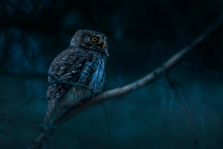 a small owl sitting on top of a tree branch, inspired by Elsa Bleda, pexels contest winner, magical realism, scary night, computer wallpaper, fine art print