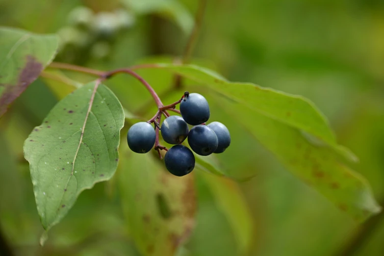 a close up of some blue berries on a tree, by Jan Rustem, hurufiyya, portrait image