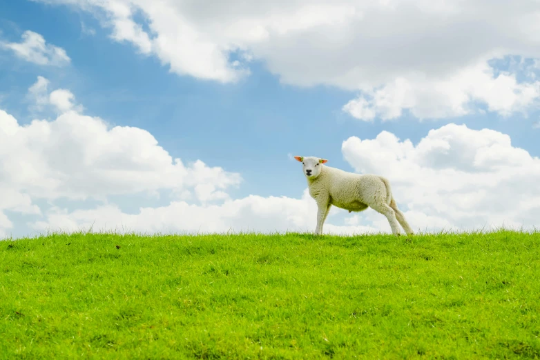 a sheep standing on top of a lush green field, looking at the sky