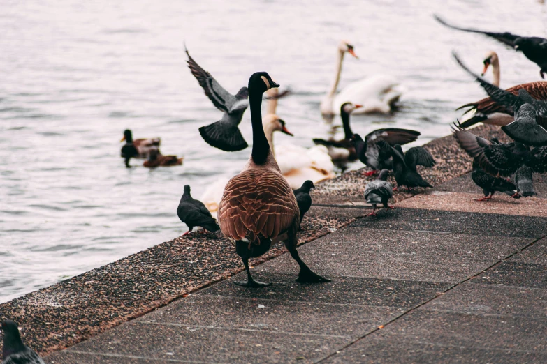 a flock of birds standing next to a body of water, by Jacob Duck, pexels contest winner, on a sidewalk of vancouver, cute goose, 🦩🪐🐞👩🏻🦳, mixed animal