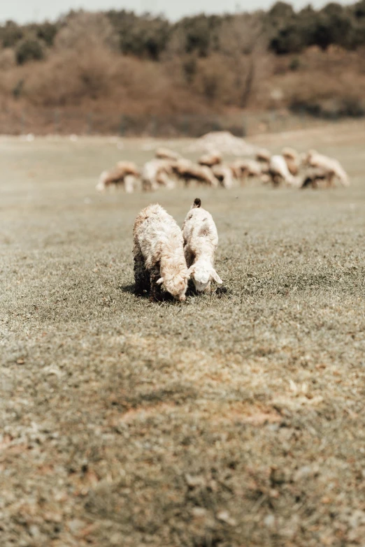 a herd of sheep grazing on a dry grass field, a tilt shift photo, by Elsa Bleda, small dog, ignant, inuit, a blond