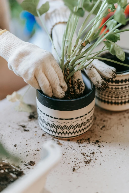 a person holding a potted plant on top of a table, by Arabella Rankin, unsplash, gloves on hands, ceramic base, patterned, joanna gaines