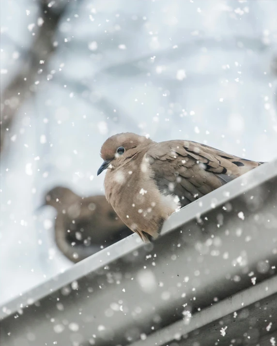 a couple of birds sitting on top of a roof, pexels contest winner, snowflakes falling, brown, pidgey, dove