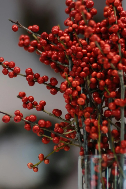 a vase filled with red berries on top of a table, inspired by Ernest William Christmas, hurufiyya, medium close up, stems, commercially ready, orange fluffy spines