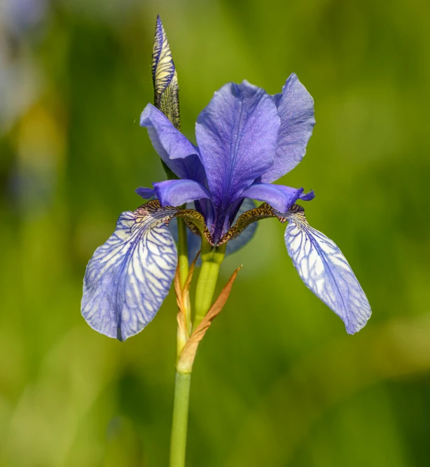 a close up of a blue flower on a stem, light bown iris, subtle detailing, a brightly coloured, peruvian looking