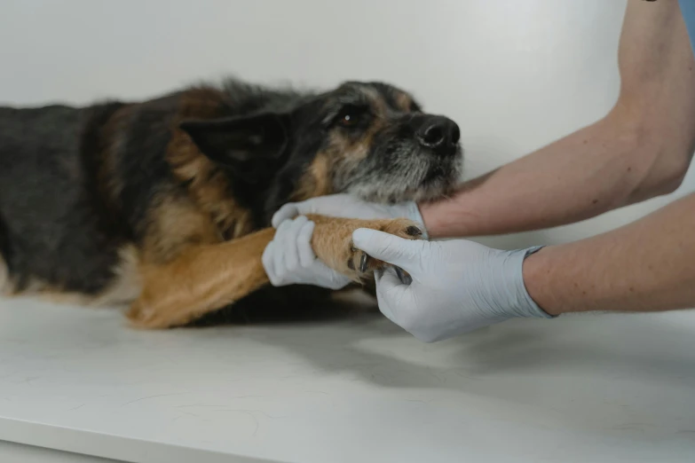 a dog is being examined by a vet, by Emma Andijewska, accurate fingers, high quality photo, thumbnail