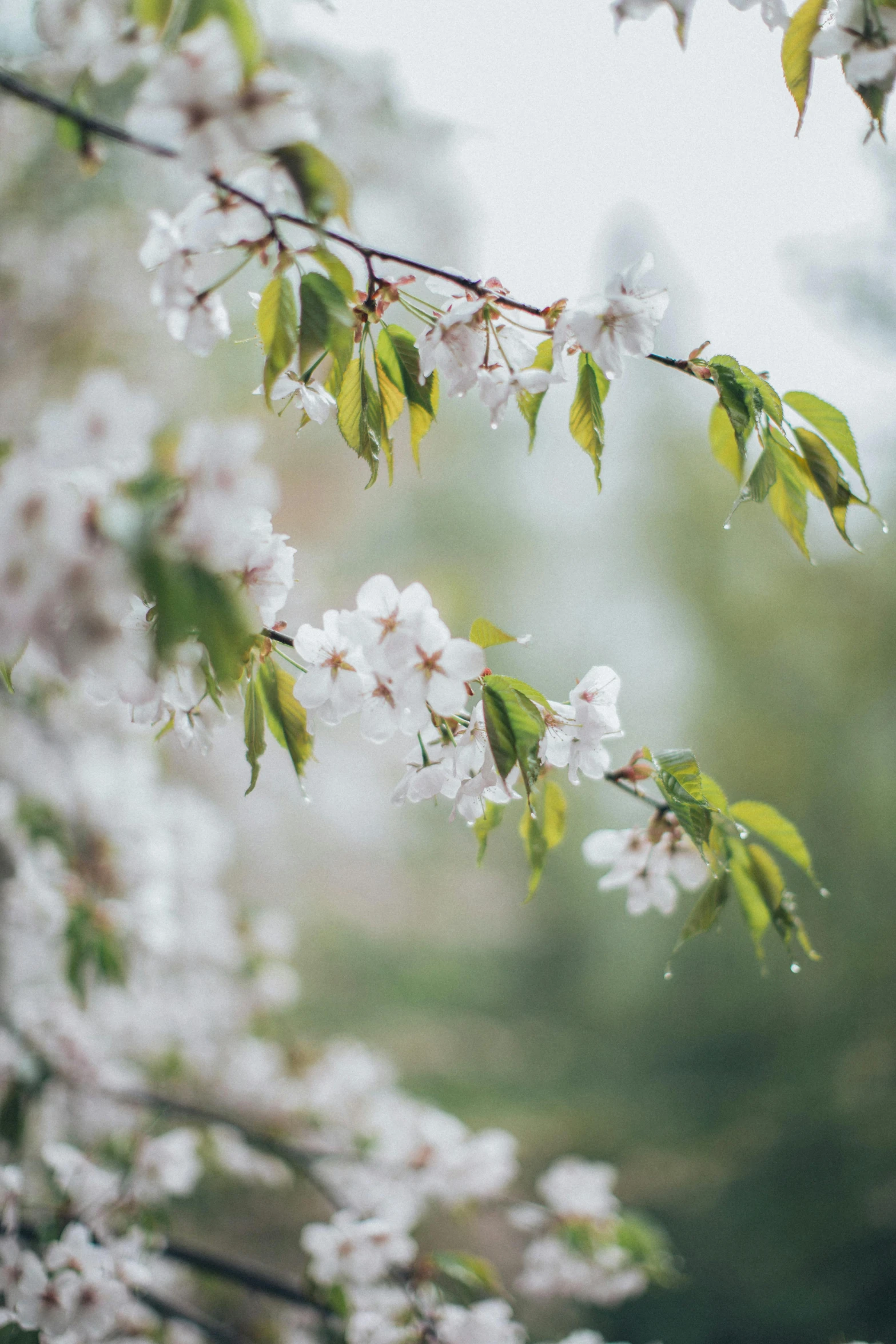 a close up of a bunch of flowers on a tree