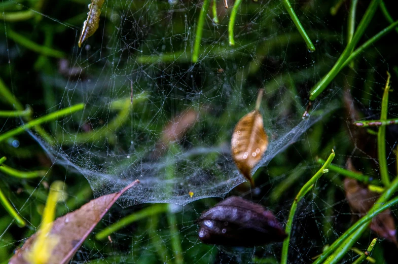 a close up of a spider web in the grass, unsplash, wet leaves, ilustration, color ( sony a 7 r iv, high detail”