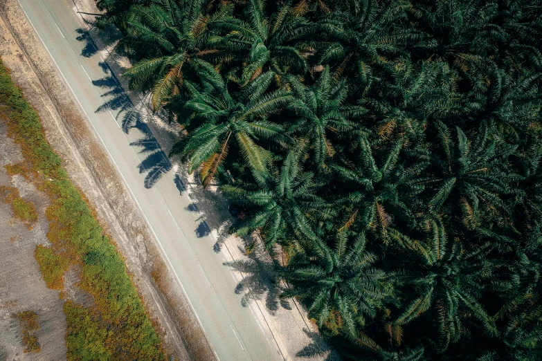 an aerial view of a road surrounded by palm trees, by Adam Marczyński, pexels contest winner, hurufiyya, coconuts, thumbnail, trees growing on its body, malaysian