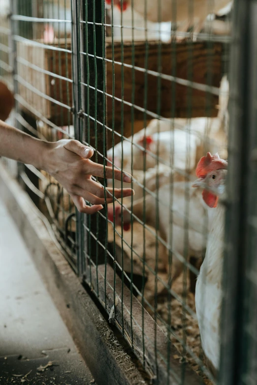 a close up of a person petting chickens in a cage, trending on pexels, renaissance, indonesia, milk, rectangle, long