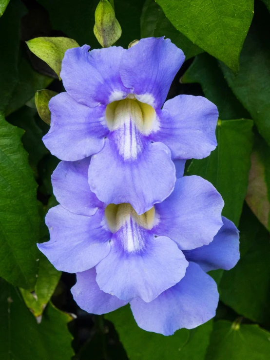 a close up of a purple flower with green leaves, pale blue faces, covered in flame porcelain vine, shot on 1 5 0 mm, seeds