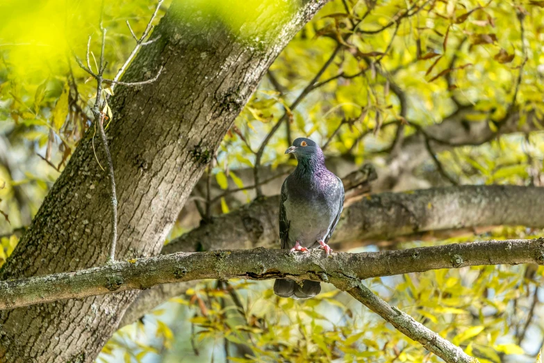 a pigeon sitting on top of a tree branch, by Jan Tengnagel, unsplash, fan favorite, louisiana, purple, sitting in a colorful forest