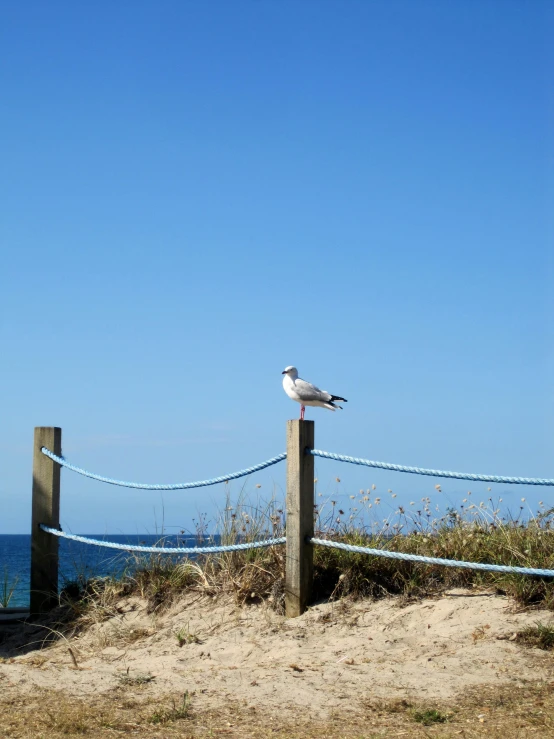 a seagull sitting on top of a wooden fence, by Niko Henrichon, beaches, clear blue skies, slide show, unedited