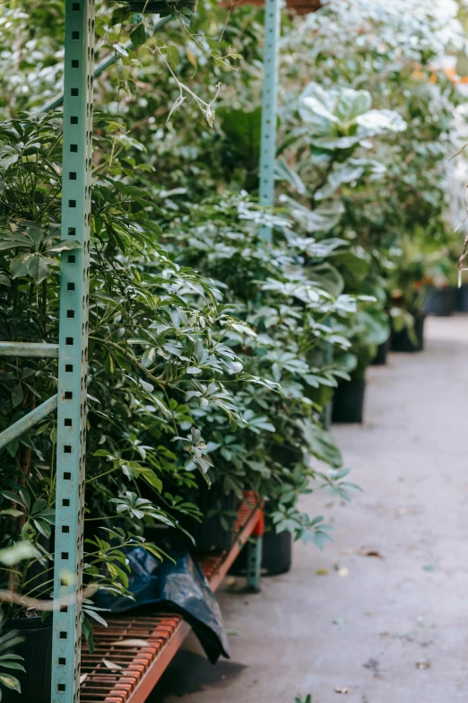 a row of potted plants in a greenhouse, branching hallways, fruit trees, julia sarda, lush and green