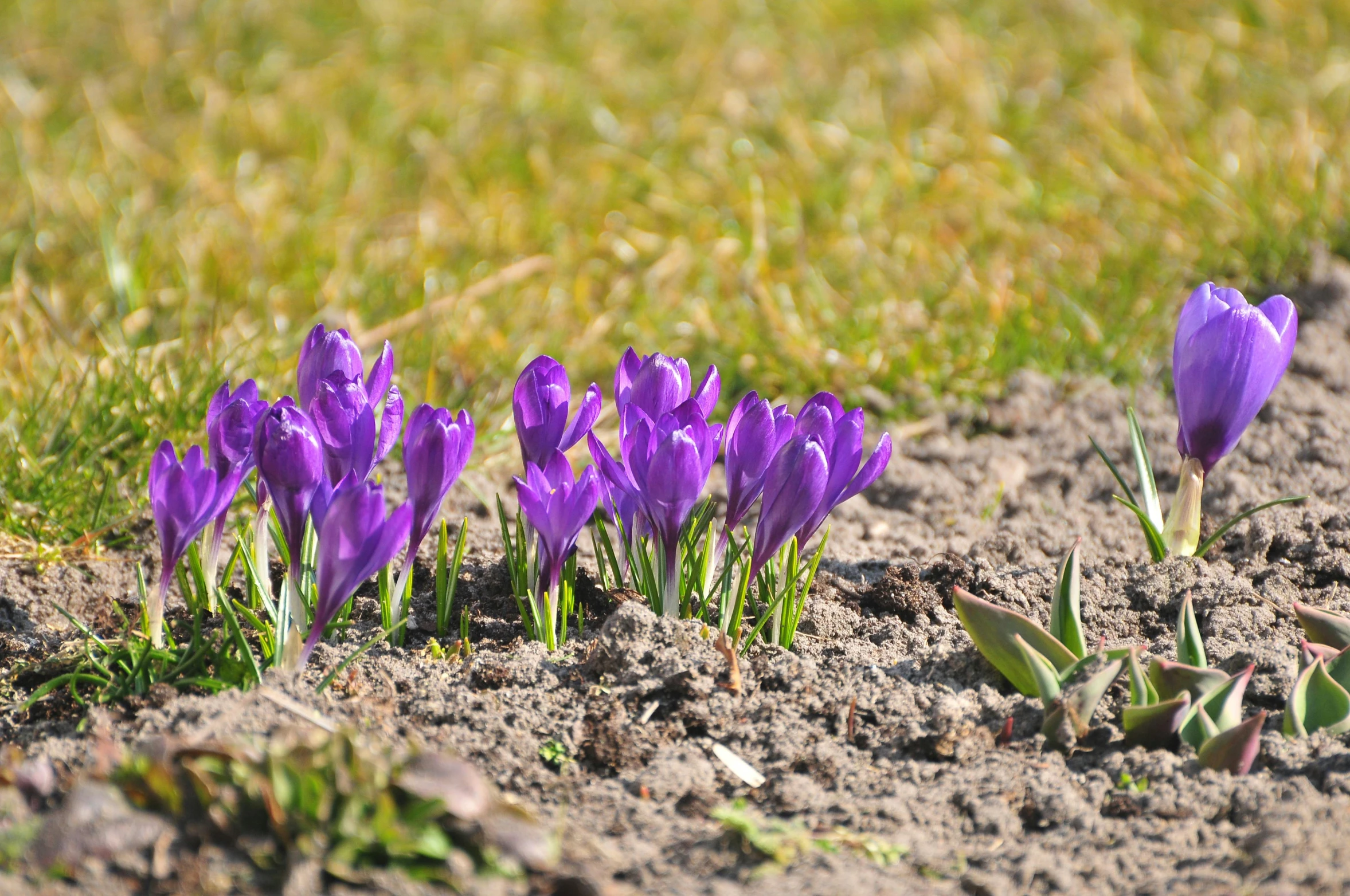 a group of purple flowers growing out of the ground, by Jan Tengnagel, trending on pixabay, warm sunshine, chromostereopsis, march, 8k resolution”