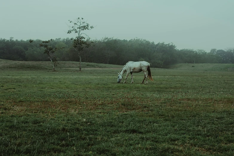 a white horse standing on top of a lush green field, an album cover, inspired by Elsa Bleda, unsplash contest winner, overcast gray skies, emaciated, fog on the ground, a park