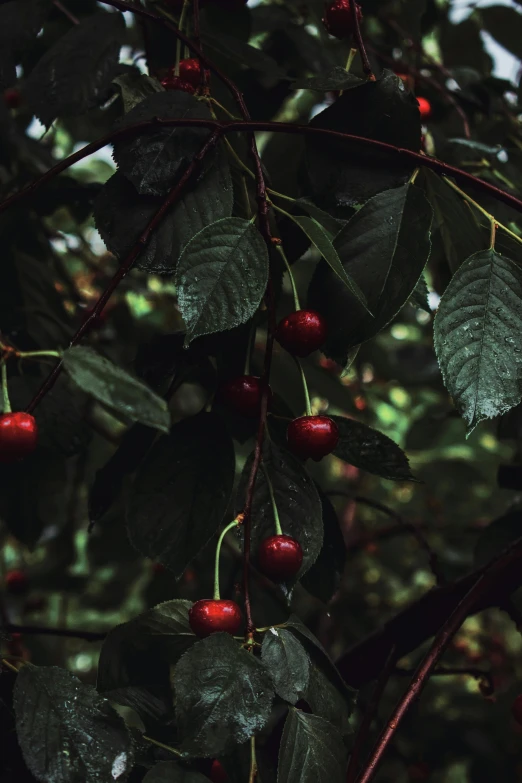 a bunch of cherries hanging from a tree, by Elsa Bleda, dark green leaves, medium format, cinematic shot ar 9:16 -n 6 -g, color image