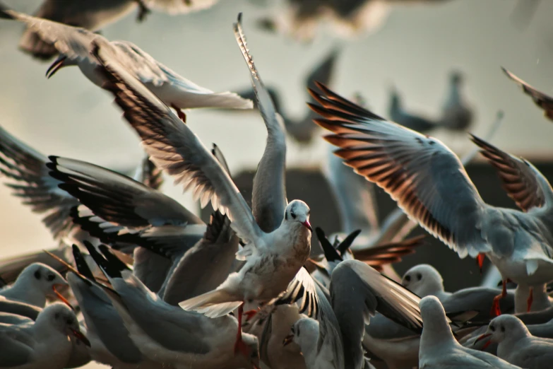 a flock of seagulls flying over a body of water, by Jan Tengnagel, pexels contest winner, close-up fight, colour photo, grey, evening light