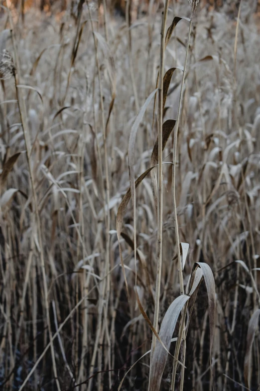 a fire hydrant sitting in the middle of a field of tall grass, by Attila Meszlenyi, unsplash, tonalism, immaculate rows of crops, silver，ivory, withered, corn