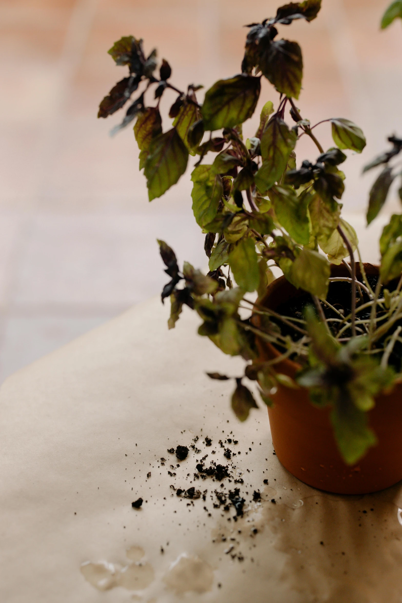 a close up of a potted plant on a table, inspired by Elsa Bleda, covered in dust, salvia, dark roots, basil