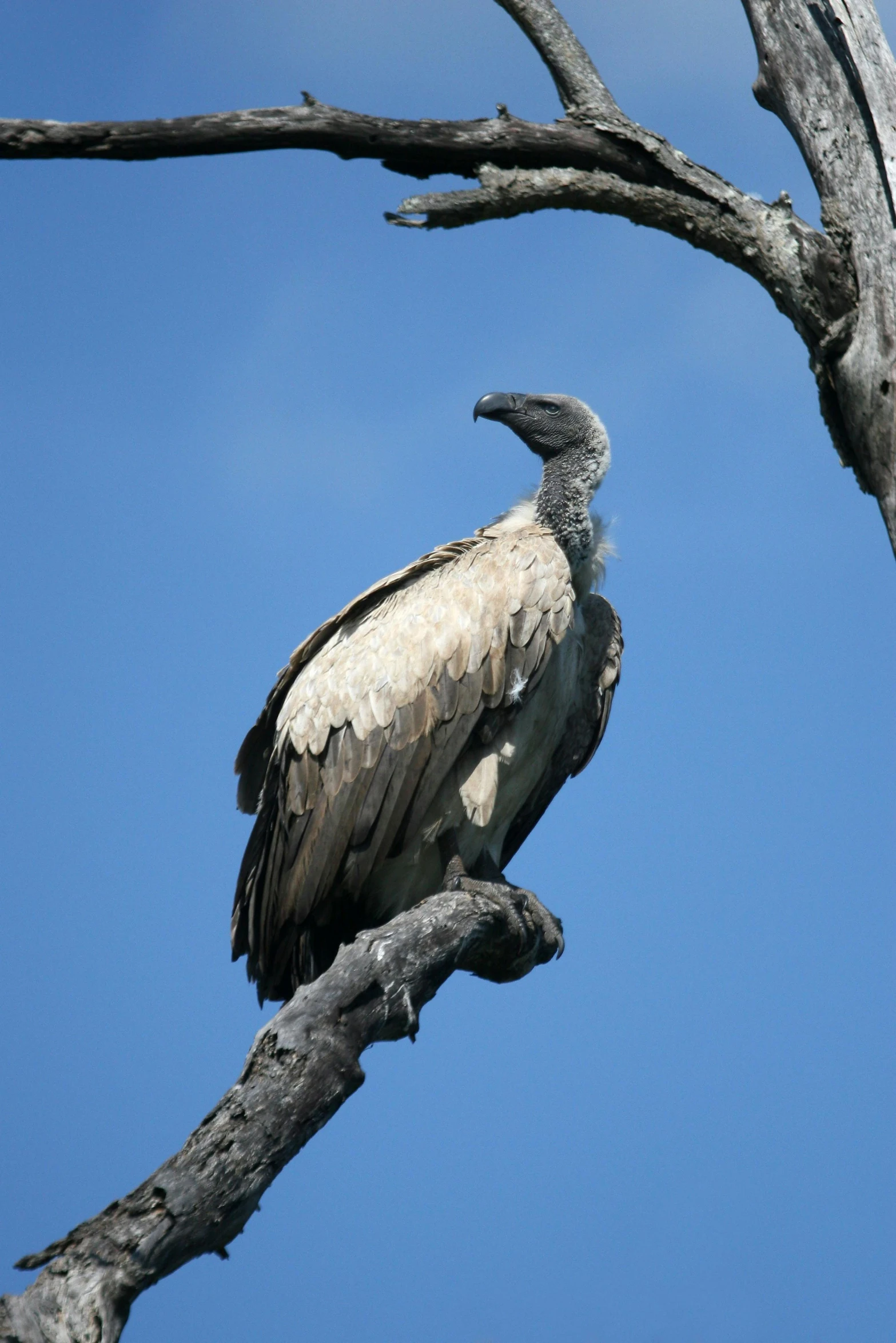 a large bird sitting on top of a tree branch, hurufiyya, pale grey skin, on the african plains, slightly muscular, smoldering