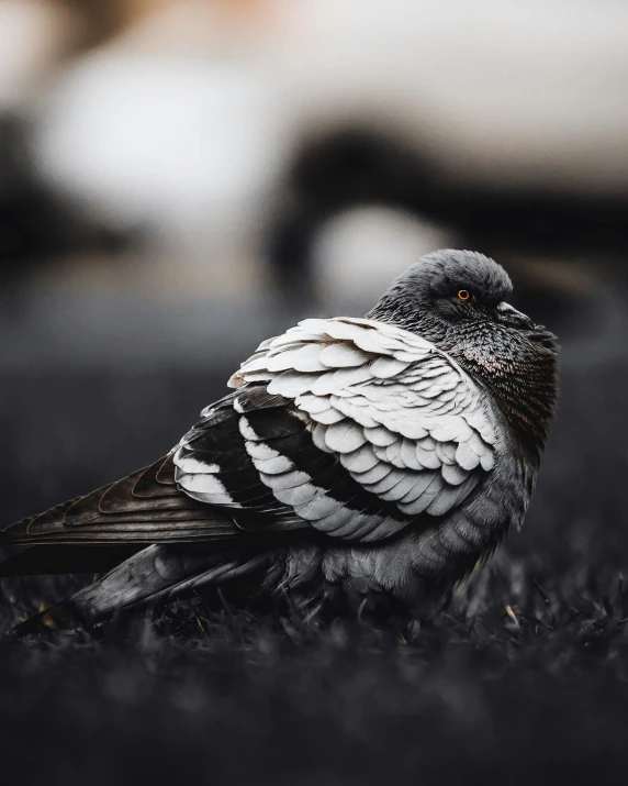 a pigeon that is sitting in the grass, unsplash contest winner, grey skin, white on black, on ground, dignified