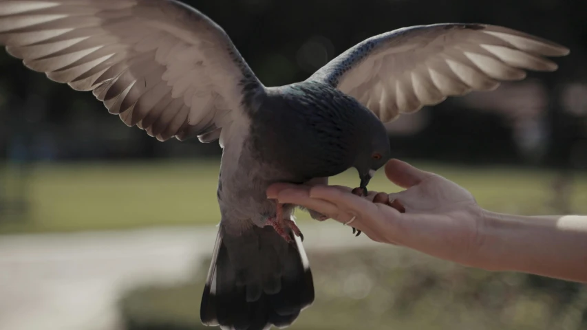 a pigeon is perched on a person's hand, pexels contest winner, 2 0 2 1 cinematic 4 k framegrab, wings spread, grey, al fresco