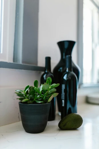 a close up of a potted plant on a counter, a still life, inspired by Jan Wijnants, unsplash, made of smooth black goo, wine bottle, lush green, various styles