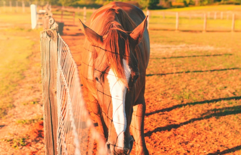 a brown horse standing next to a wooden fence, by Gwen Barnard, pexels contest winner, warm glow coming the ground, retro effect, 🐎🍑, in australia