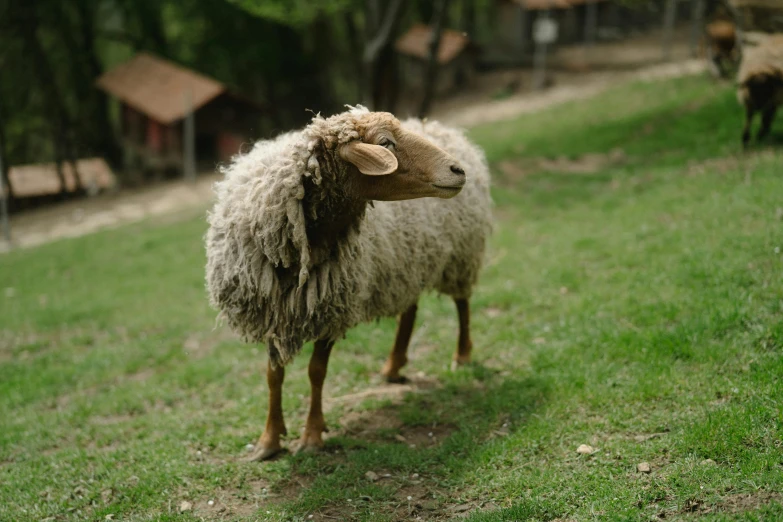 a sheep standing on top of a lush green field, ecovillage, alessio albi, taken in zoo, brown