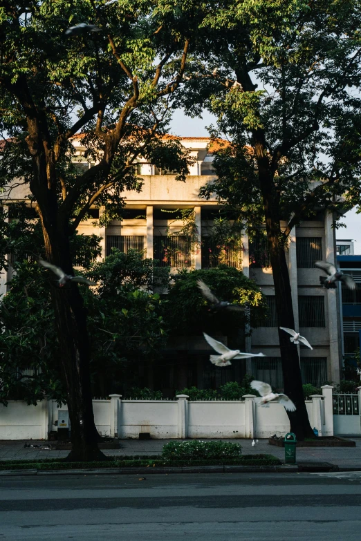 a group of birds flying over a street, unsplash, bengal school of art, massive trees with warm windows, neoclassical police station, vietnam, late afternoon sun