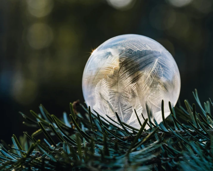a crystal ball sitting on top of a pine tree, inspired by Arthur Burdett Frost, pexels contest winner, land art, soap bubble, transparent feathers, profile image, thumbnail