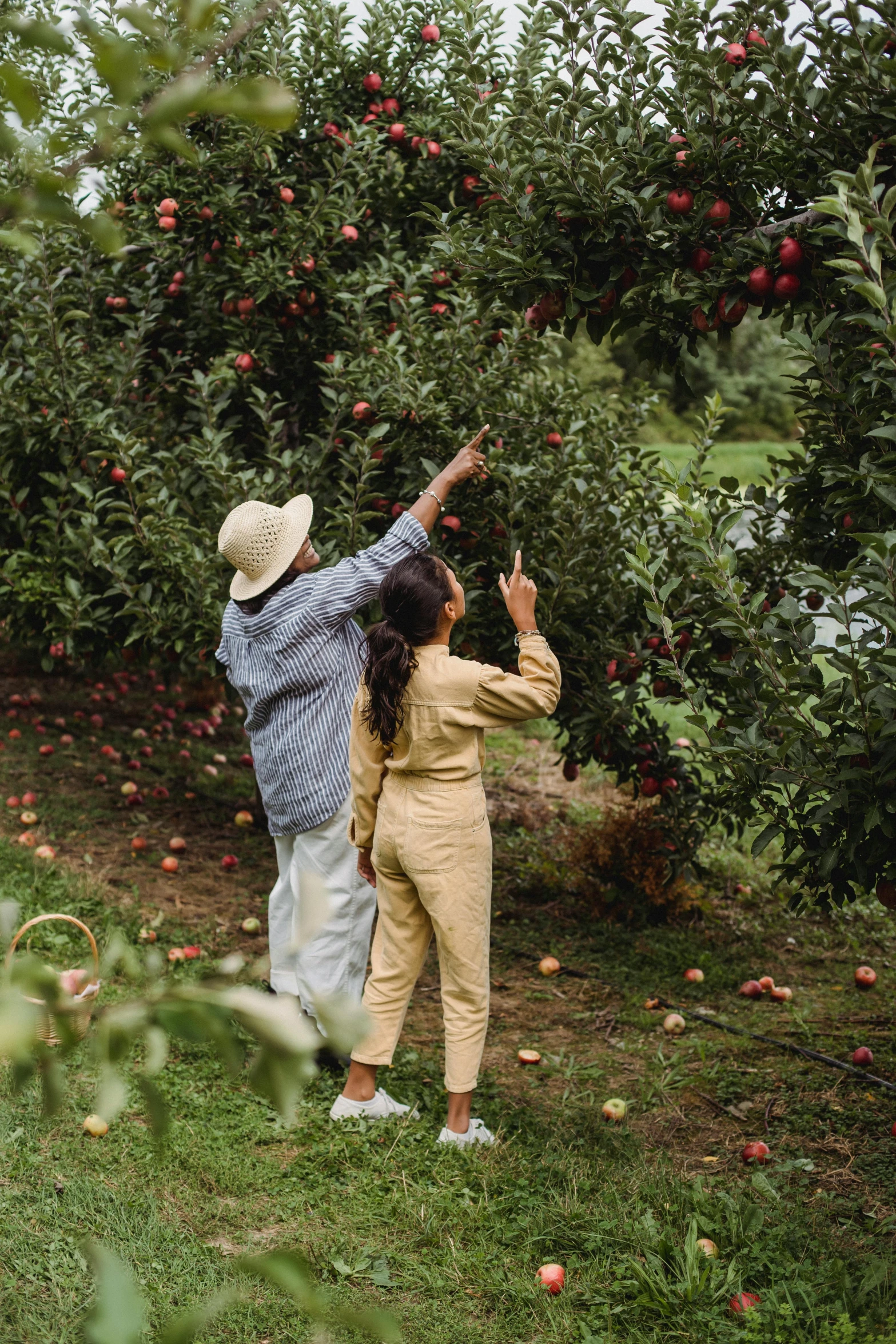 a man and a woman picking apples from a tree, trending on pexels, facing away, petite, inspect in inventory image, gardens