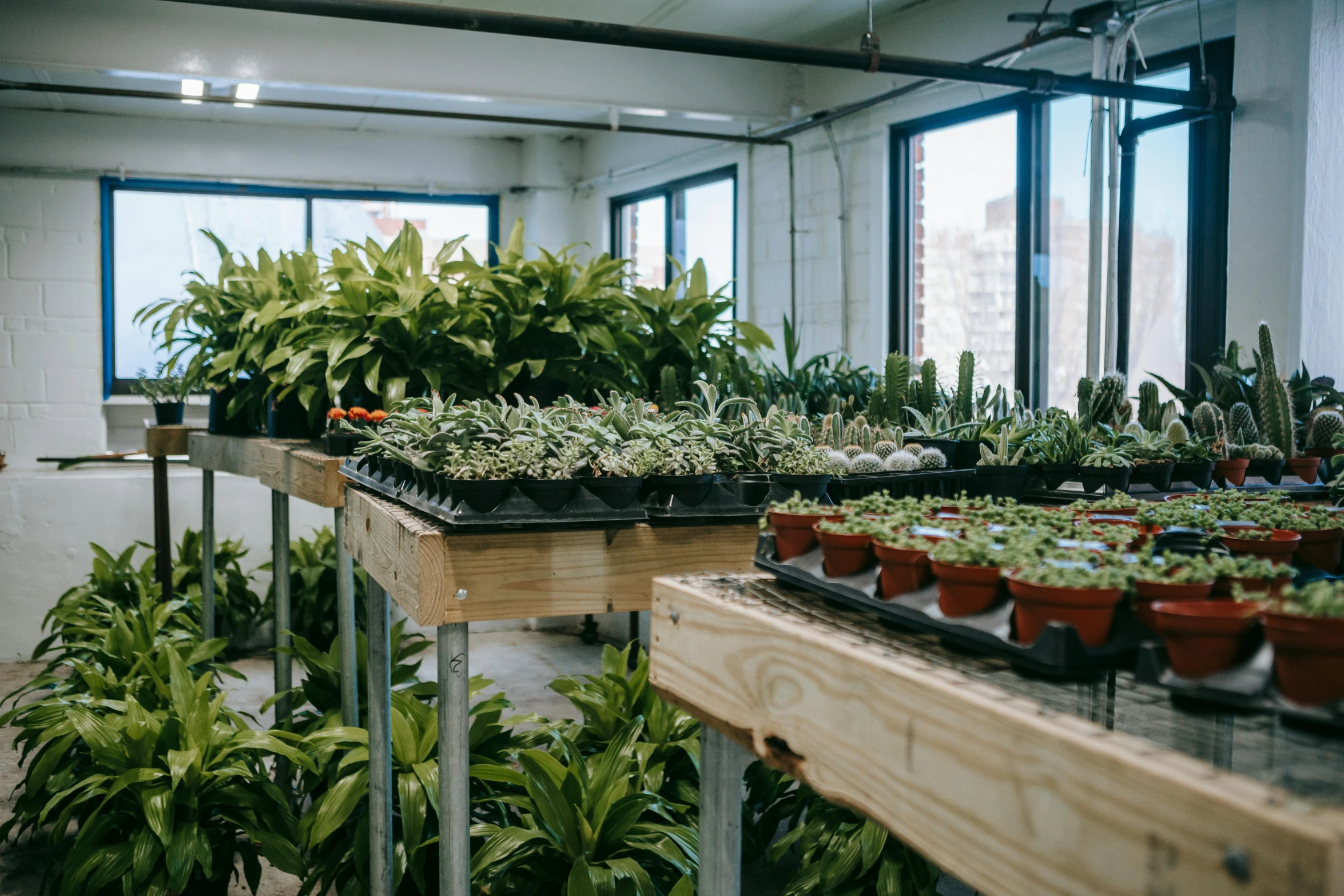 a room filled with lots of potted plants, unsplash, process art, facing away, lush brooklyn urban landscaping, bromeliads, commercially ready