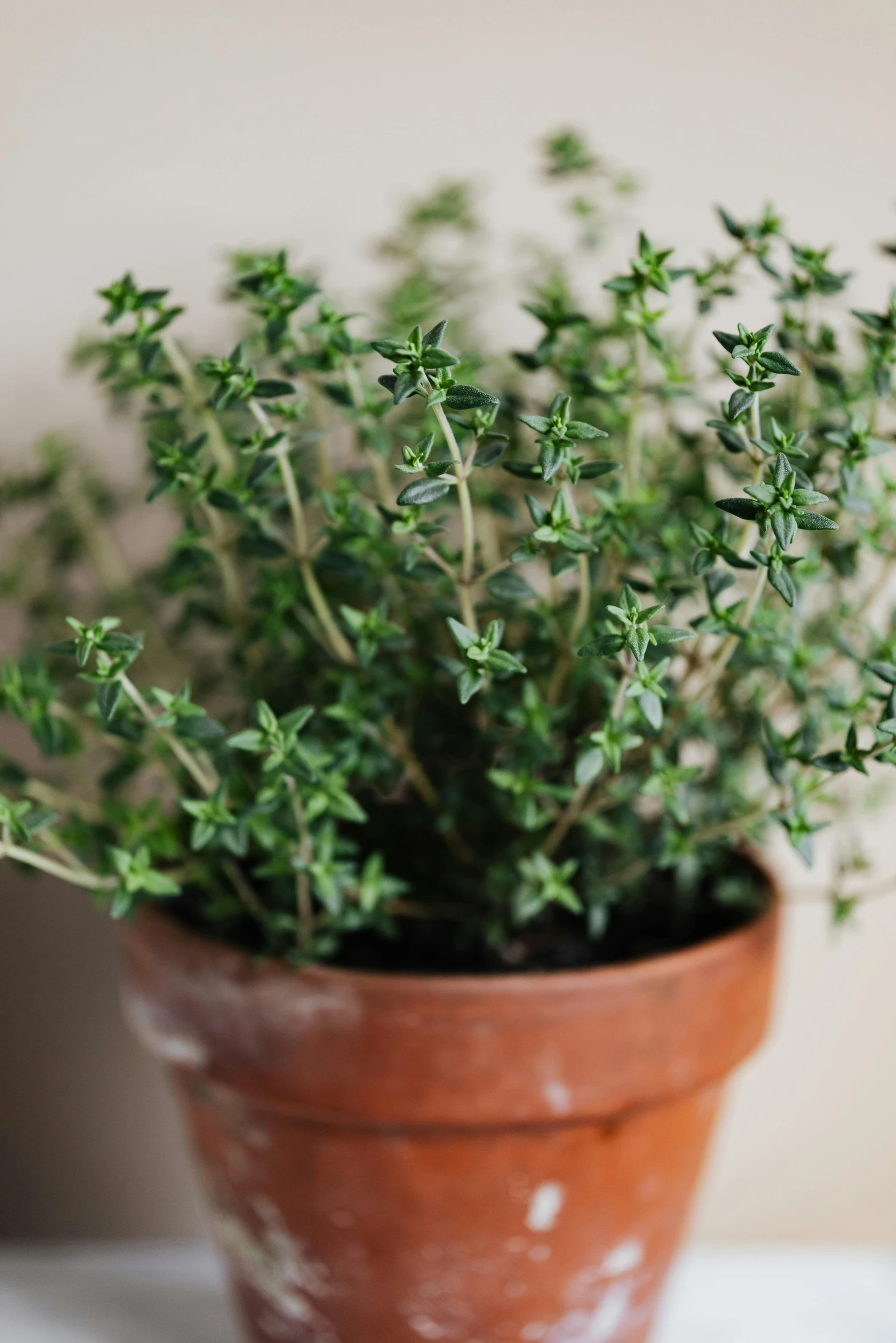 a close up of a potted plant on a table, arabesque, savory, evenly spaced, natural soft rim light, petite