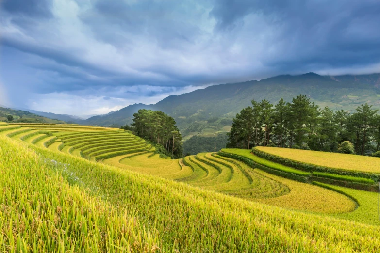 a rice field with mountains in the background, by Dan Content, unsplash contest winner, land art, square, terraced, “ golden chalice, dzung phung dinh