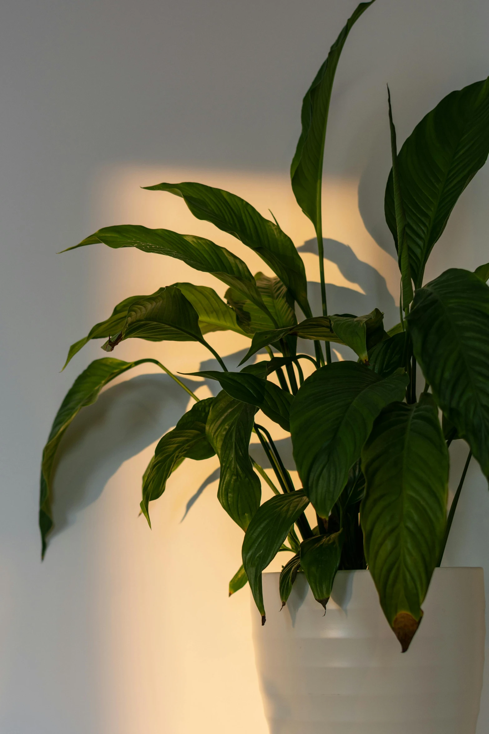 a potted plant sitting on top of a table, light and space, lush lighting, lit from the side, large tall, front lit