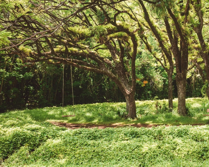 a swing in the middle of a lush green field, unsplash, visual art, sweet acacia trees, reunion island, path through a dense forest, 90s photo