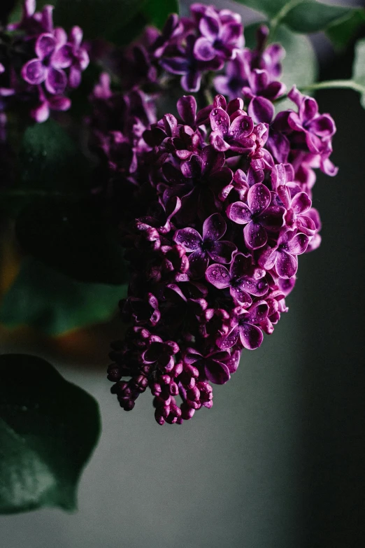 a close up of a bunch of purple flowers, lilacs, dark and intricate photograph, indoor shot, color ( sony a 7 r iv
