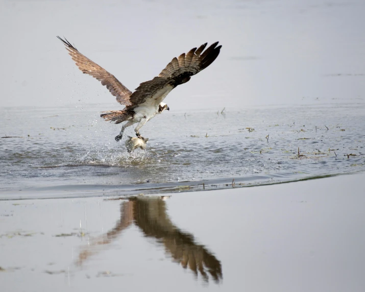 a large bird flying over a body of water, hurufiyya, slide show, eating, fiona staples, reflect photograph