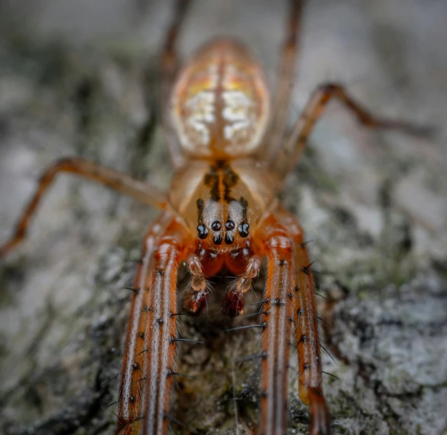 a close up of a spider on a rock, by Thomas Häfner, pexels contest winner, on wood, mid 2 0's female, symmetrical front view, male and female