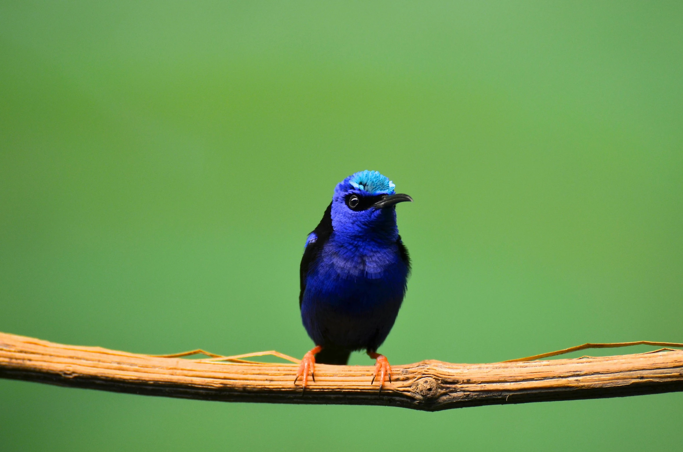 a small blue bird sitting on a branch, an album cover, pexels contest winner, hurufiyya, cobalt blue, avatar image, high definition photo, a colorful