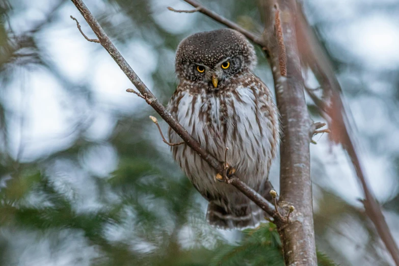 a small owl sitting on top of a tree branch, a portrait, by Jaakko Mattila, pexels contest winner, hurufiyya, “ iron bark, fishing, looking serious, a cozy