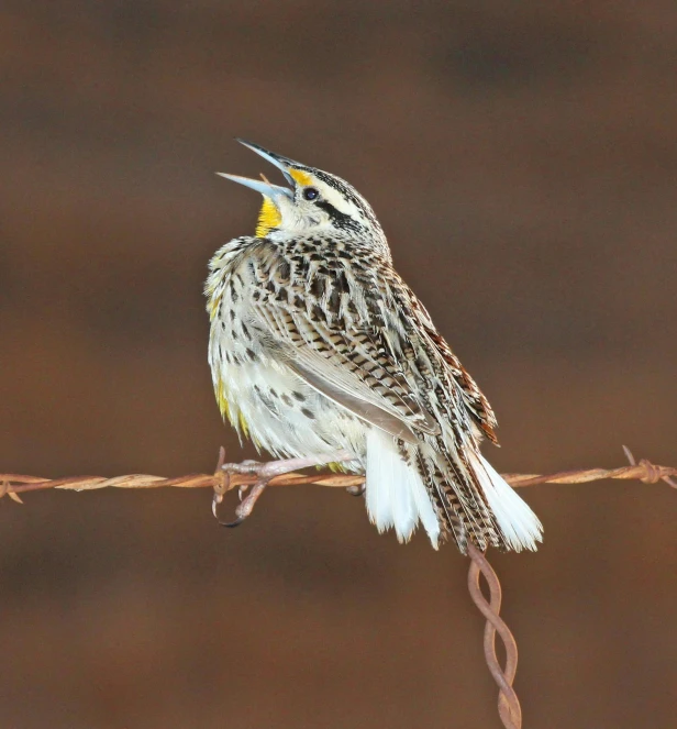 a bird sitting on top of a barbed wire, singing, with a yellow beak, prairie, promo image